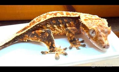 Geco Ciliatus maschio Tricolor, scambi leopardino