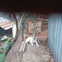 Pastore Asia centrale