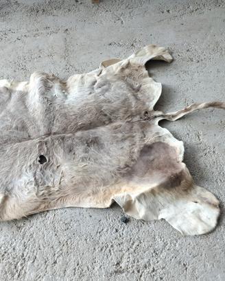 tapetto in vera pelle  vitello 