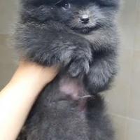 Cucciolo Pomerania originale