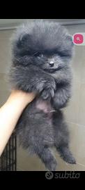 Cucciolo Pomerania originale