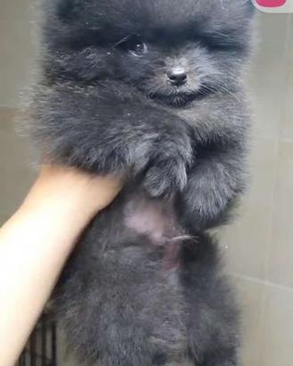Cucciolo Pomerania originale