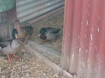 Anatre Germano Reale animali