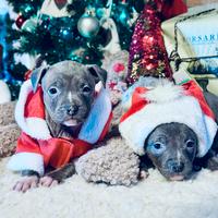 Cuccioli di Amstaff Blue con pedigree ENCI
