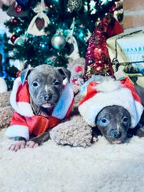 Cuccioli di Amstaff Blue con pedigree ENCI