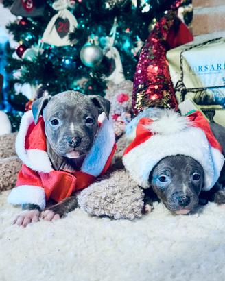 Cuccioli di Amstaff Blue con pedigree ENCI