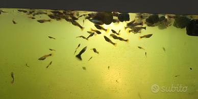 Pesci Guppy (Poecilia Reticulata)