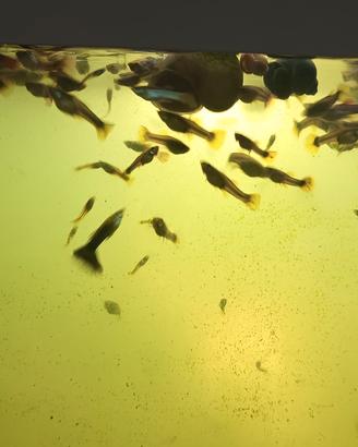 Pesci Guppy (Poecilia Reticulata)