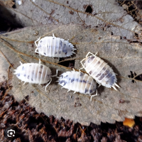 Laevis dairy cow isopodi