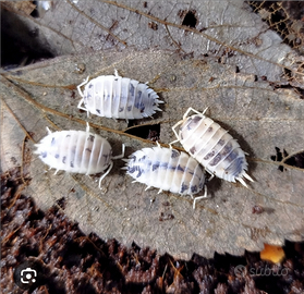 Laevis dairy cow isopodi