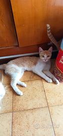 Micia bianca e arancio