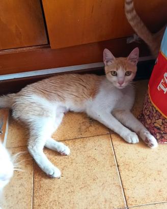 Micia bianca e arancio
