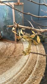 Insetti foglia australiani Extatosoma tiararum