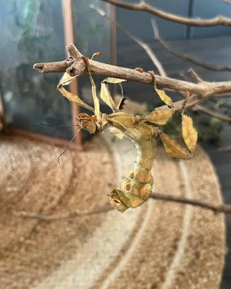 Insetti foglia australiani Extatosoma tiararum