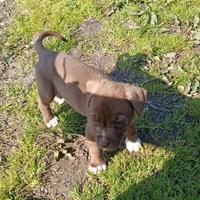 Cuccioli di Pitbull maschi