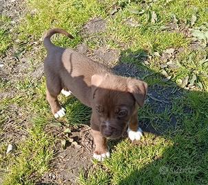 Cuccioli di Pitbull maschi