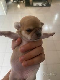 Chihuahua