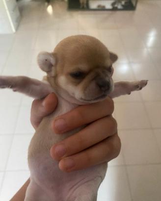 Chihuahua