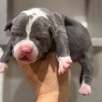 American pitbull terrier
