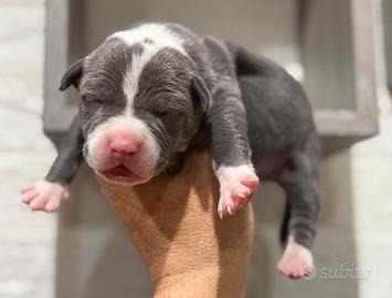 American pitbull terrier
