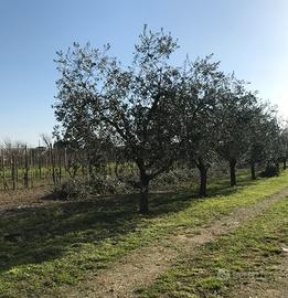 Piante di Olivo