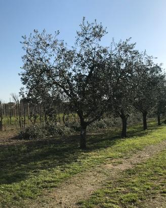 Piante di Olivo