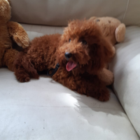 Barboncino red brown