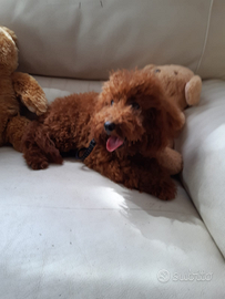 Barboncino red brown