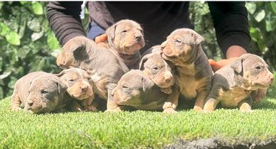 Pitbull american Terrier