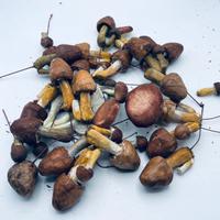 Funghi ornamentali