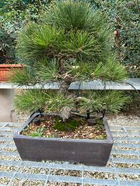 Bonsai pino thumberi