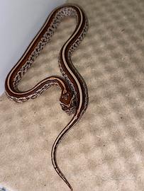 Serpente del grano baby tessera het scaleless