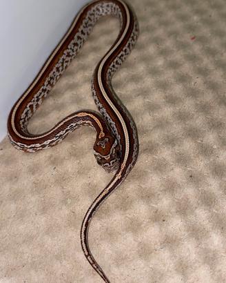 Serpente del grano baby tessera het scaleless