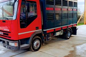 Eurocargo animali vivi 