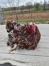 Concincina nana millefiori