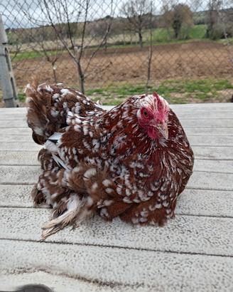 Concincina nana millefiori