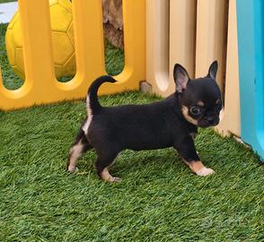 Cucciola Chihuahua femmina con pedigree