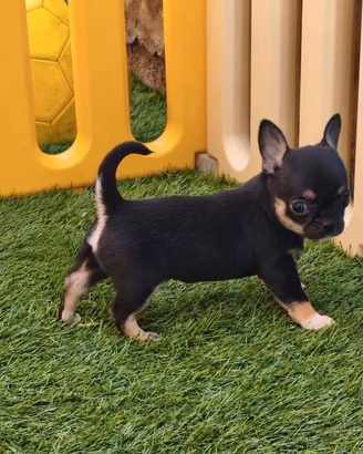 Cucciola Chihuahua femmina con pedigree