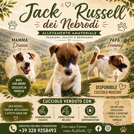 Jack Russell Cucciolo