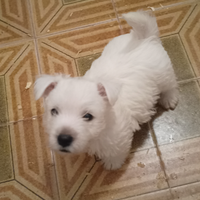 West highland White terrier cuccioli