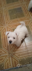 West highland White terrier cuccioli