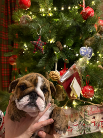 Bulldog inglese allevamento