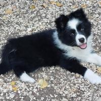Border collie cucciola con pedigree