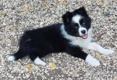 Border collie cucciola con pedigree