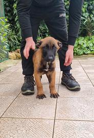 Cuccioli Pastore Belga Malinois