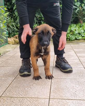 Cuccioli Pastore Belga Malinois