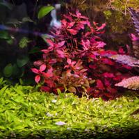 pianta Ludwigia palustris mini 'Super Red'