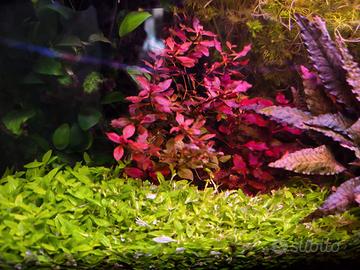pianta Ludwigia palustris mini 'Super Red'