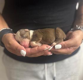 Pastore australiano cucciolo