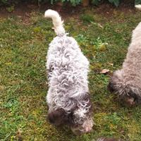 Cucciolo di Lagotto
